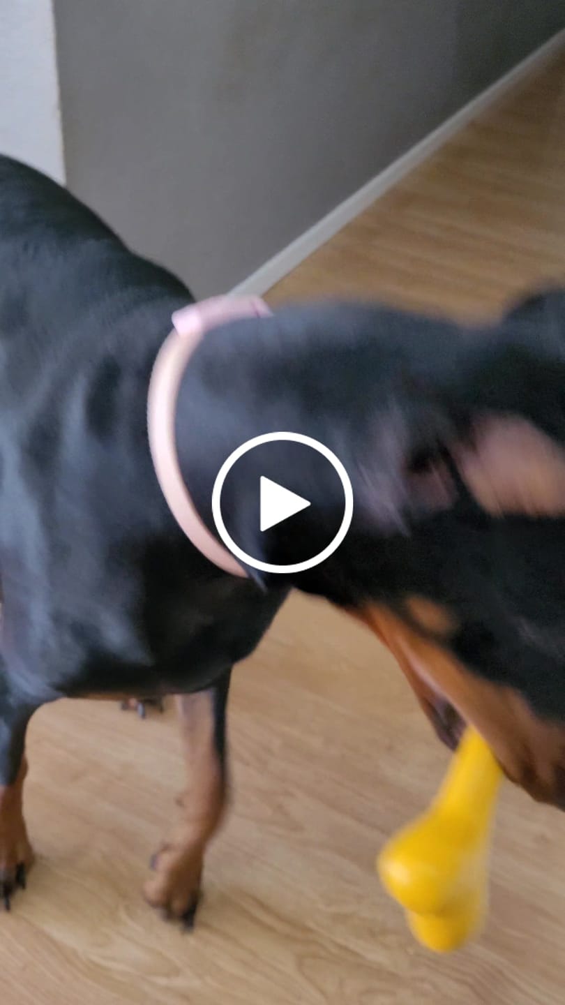 Customer video review of Give A Dog A Bone!