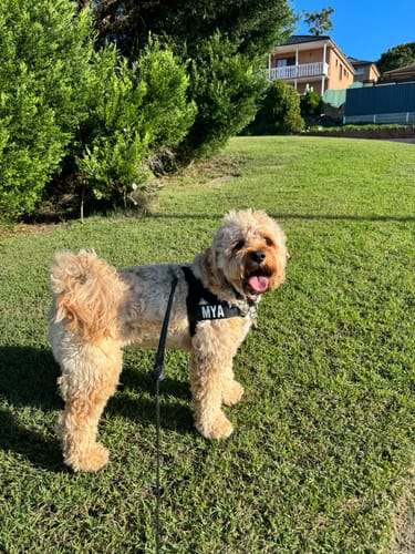 Customer photo review of Dog Harness | 35% Off