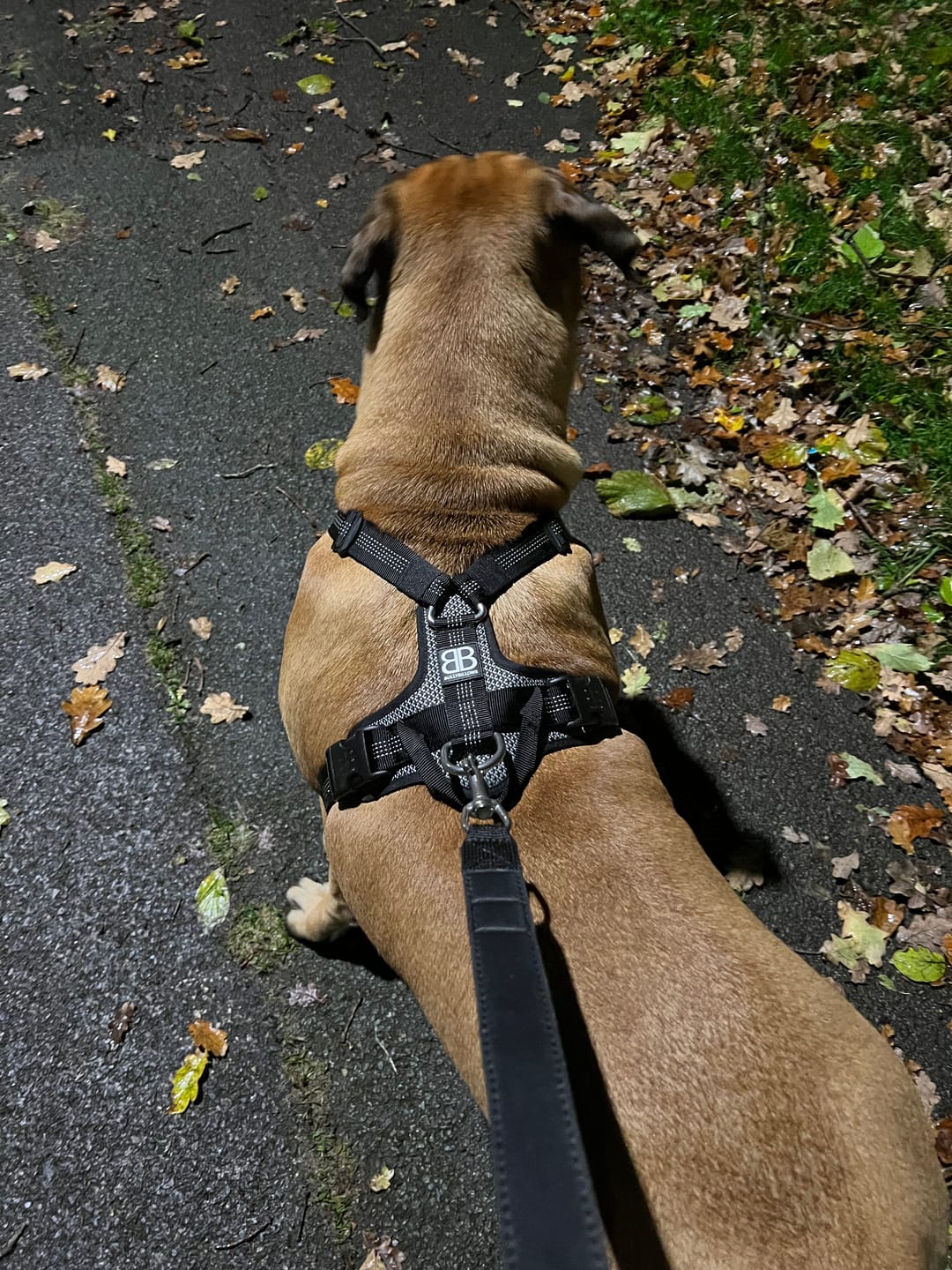 Customer photo review of Active Harness | With Handle - Padded Lining & Highly Reflective - Black