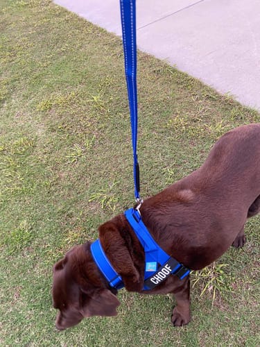 Customer photo review of Dog Lovers Pack | 50% Off