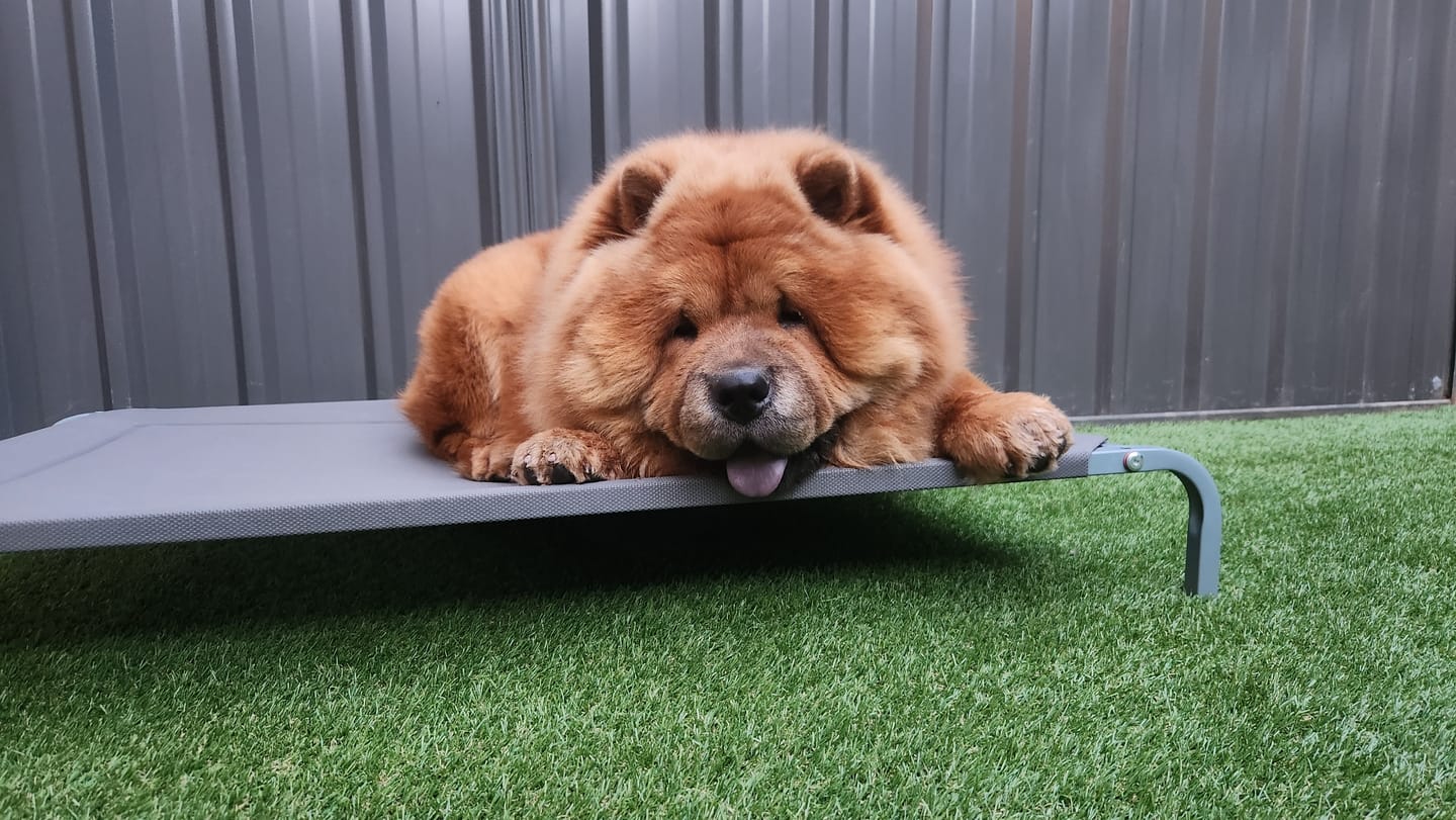 Customer photo review of Pawz Pet Trampoline
