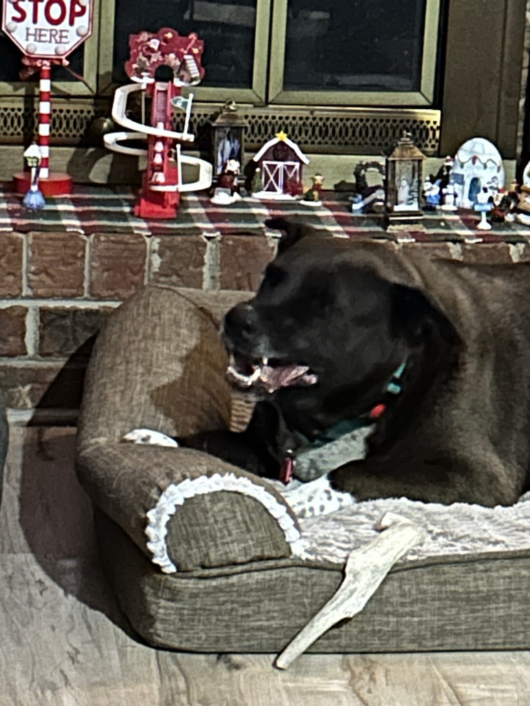 Customer photo review of 6 Inch Jumbo Braided Bully Stick