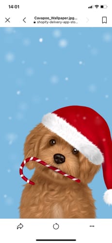 Customer photo review of Cavapoo in Santa Hat Phone Wallpaper