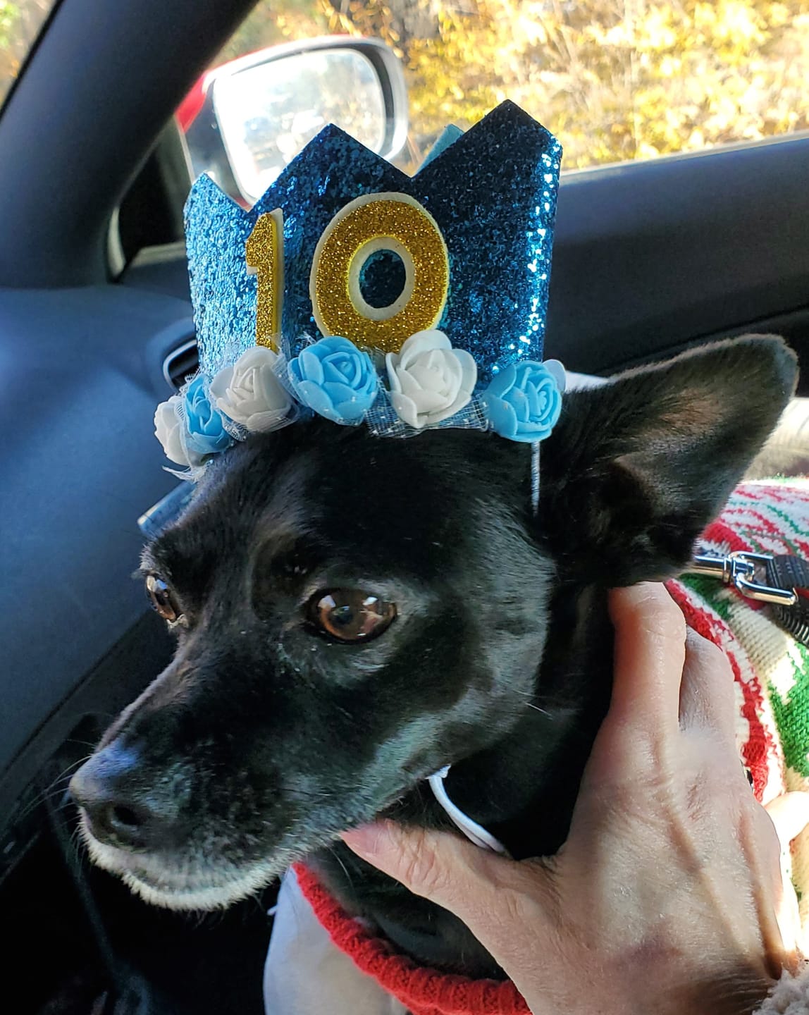 Customer photo review of King Kalm CBD 75mg  FREE Klean Paws 20 lbs or less