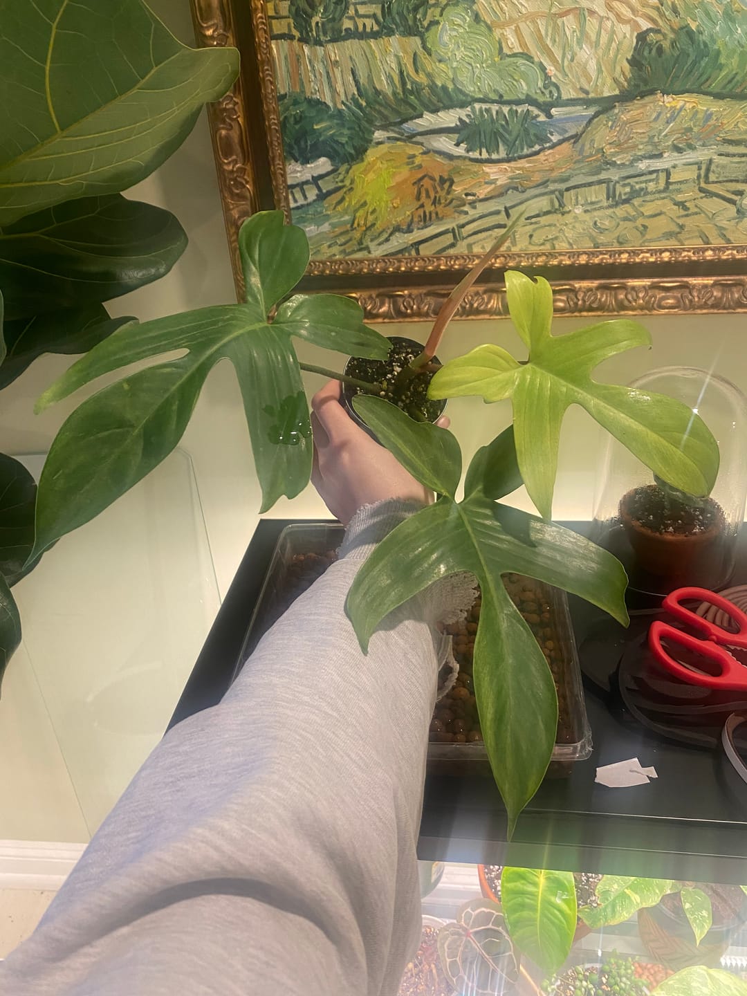 Customer photo review of Philodendron 'Florida Ghost'