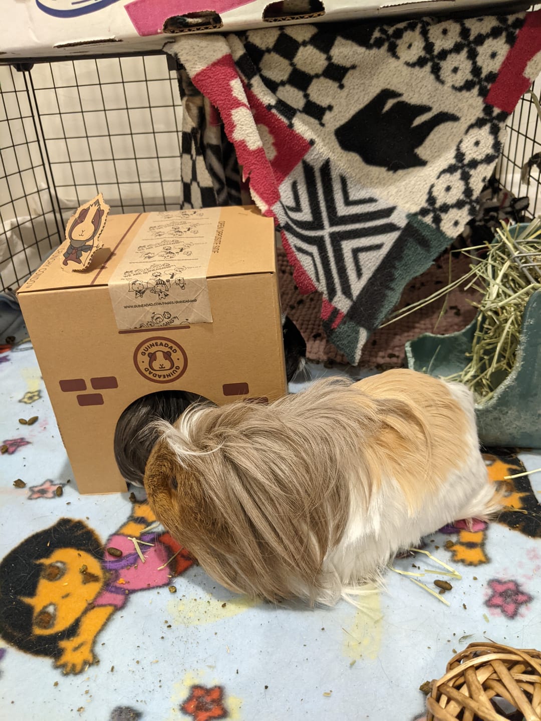 Customer photo review of Crunchy Condo (3 Pack)