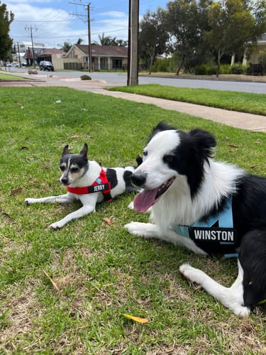 Customer photo review of Dog Harness | 35% Off