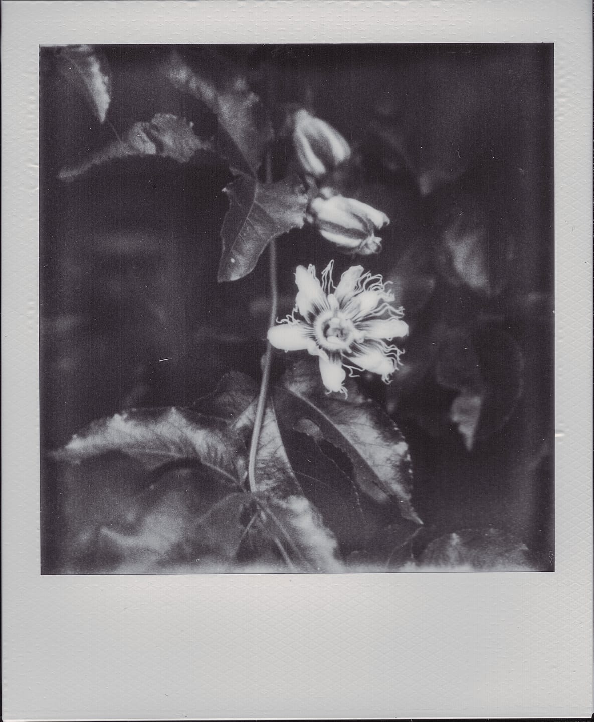 Customer photo review of Polaroid SX-70 Sonar Autofocus Black Folding Instant Film Camera