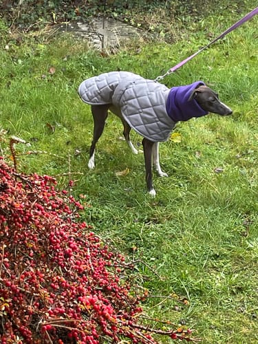 Customer photo review of Quilted Waterproof Italian Greyhound Coat with High Collar Design Your Own (Harness Hole optional)