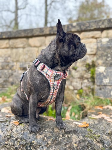 undefined review of Tough Trails™ Harness - Plaid Pup image 1 out of 1