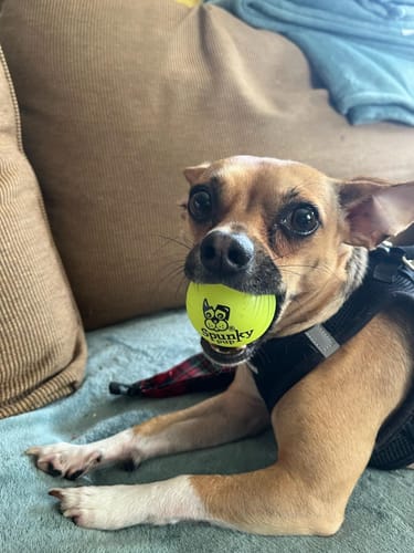 Customer photo review of Fetch & Glow Balls