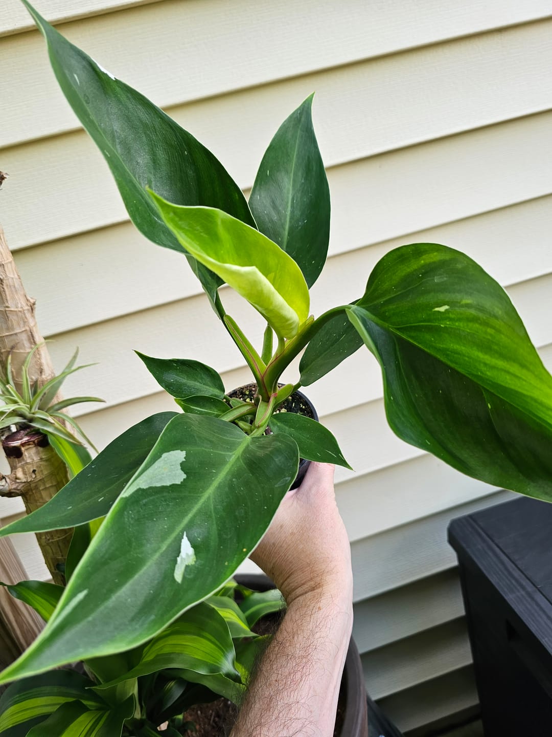 Customer photo review of Philodendron 'White Princess' *LOW VARIEGATION*