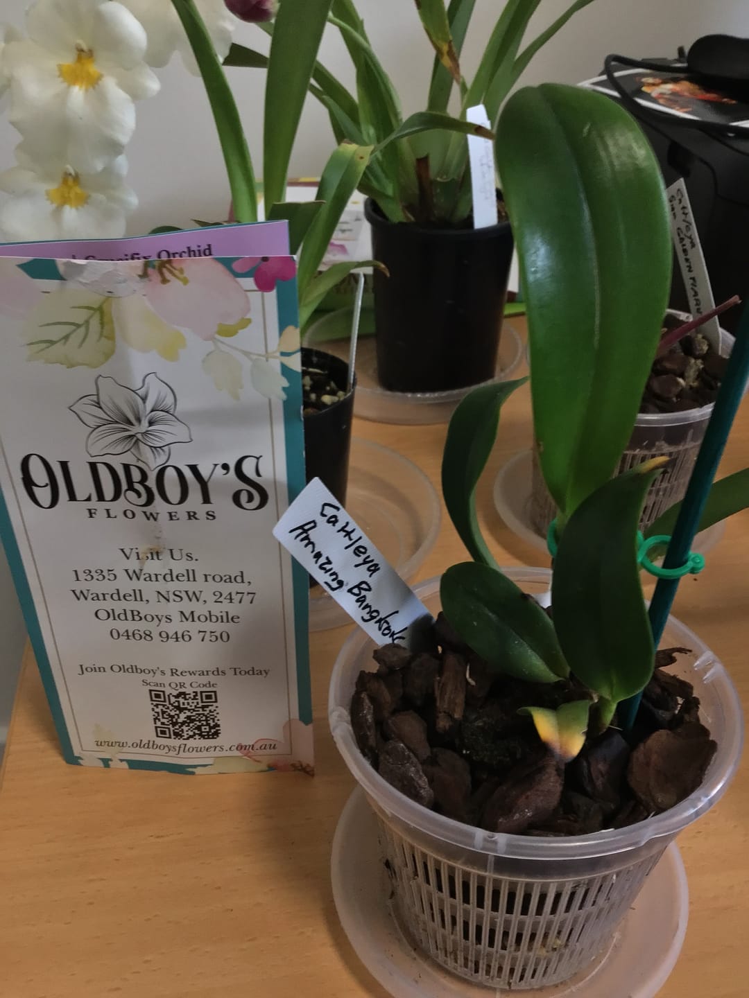 Customer photo review of Cattleya Orchid