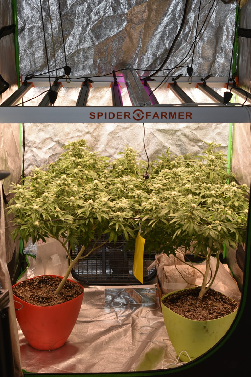 Customer photo review of Advanced Nutrients pH Perfect Grow