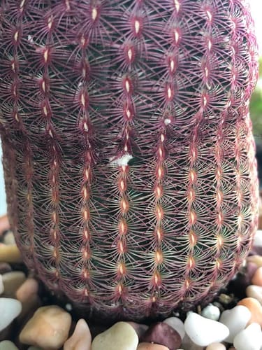 Customer photo review of Rainbow Hedgehog Cactus | Echinocereus Rigidissimus
