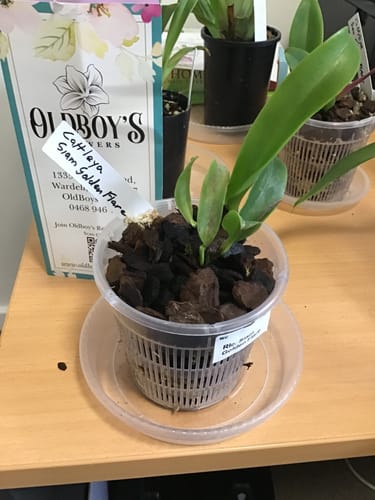 Customer photo review of Cattleya Orchid