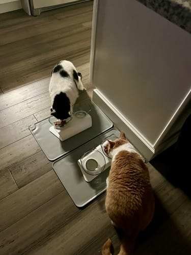 Customer photo review of Feline Feast Bundle