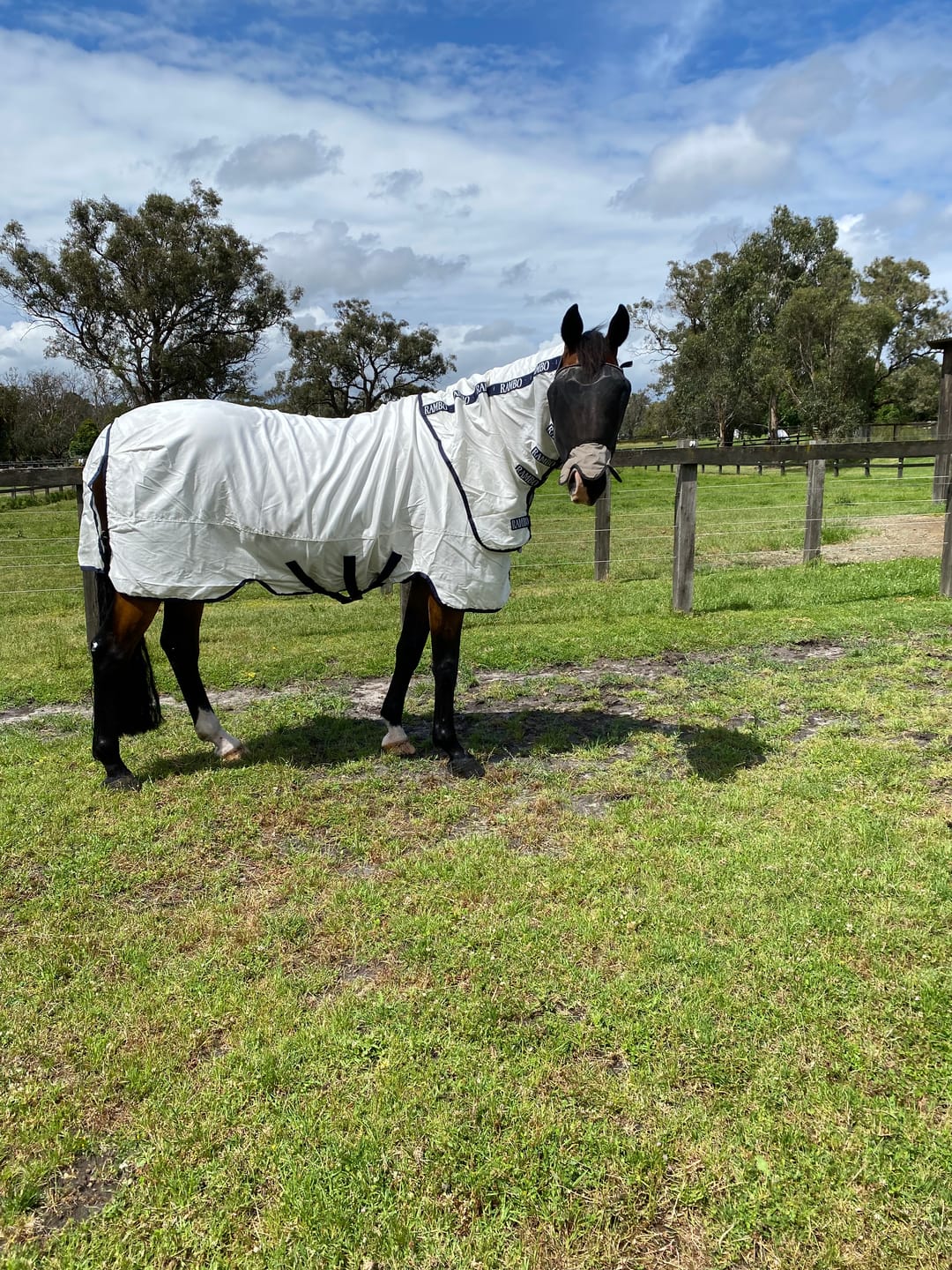Customer photo review of Rambo Natura Summer Sheet