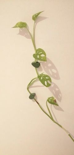 Customer photo review of FloraGrip - Fixations pour plantes grimpantes