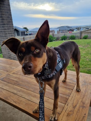 Customer photo review of Dog Lovers Pack | 50% Off