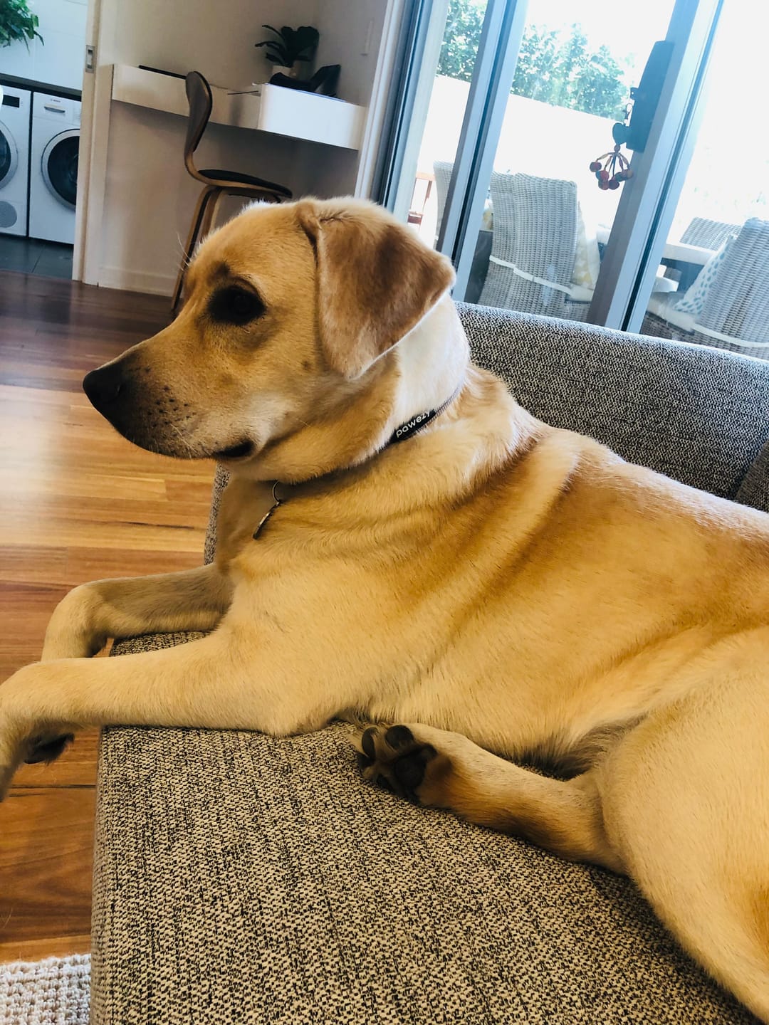 Customer photo review of Aussie Beef Puffs (High value treats)