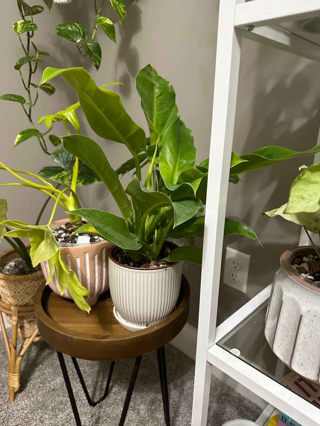Customer photo review of Philodendron 'Moonlight'