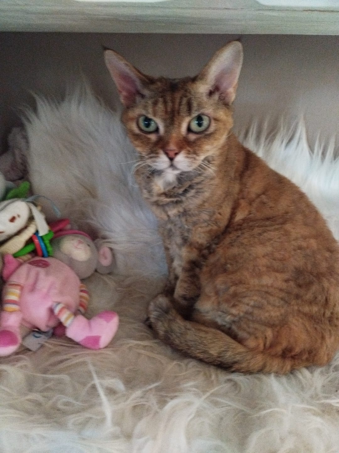 Customer photo review of Effilés au poulet, courges & agrumes (chat stérilisé et chat adulte)