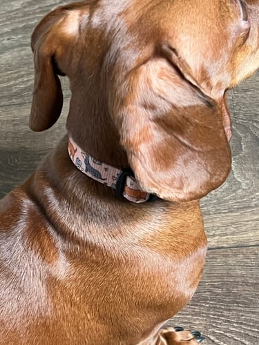 Customer photo review of Collar – Coffee Beans + Little Weens - Brown