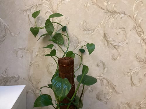 Customer photo review of FloraGrip® - Fixations pour plantes grimpantes