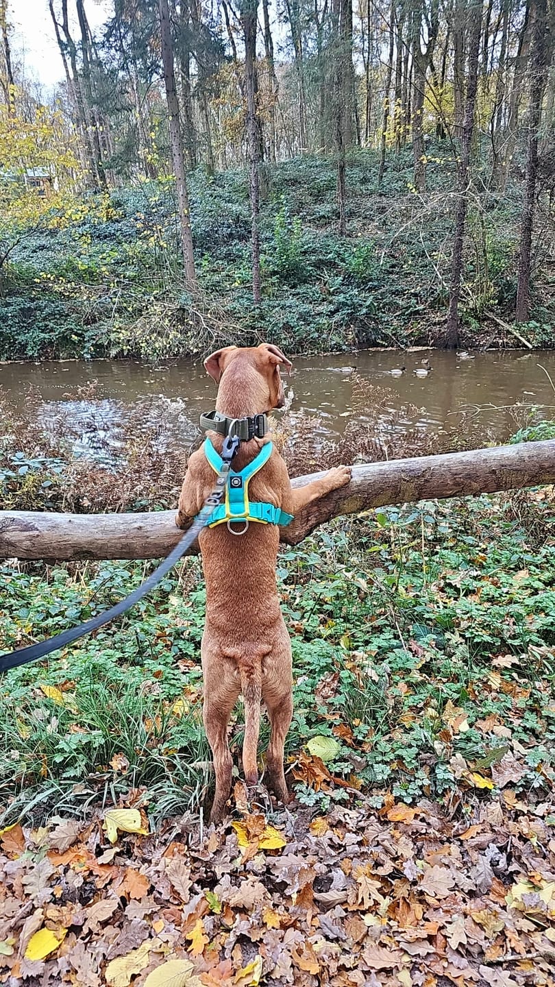 Customer photo review of Slip on Padded Comfort Harness | Non Restrictive & Reflective - Turquoise & Yellow