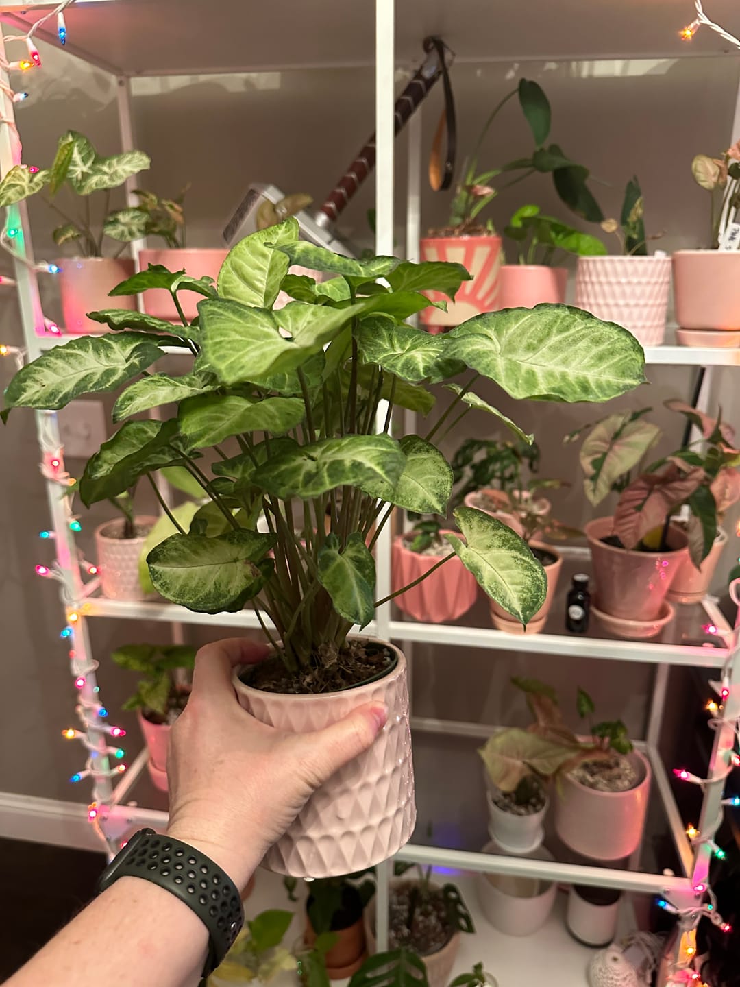 Customer photo review of Syngonium podophyllum 'Pixie'