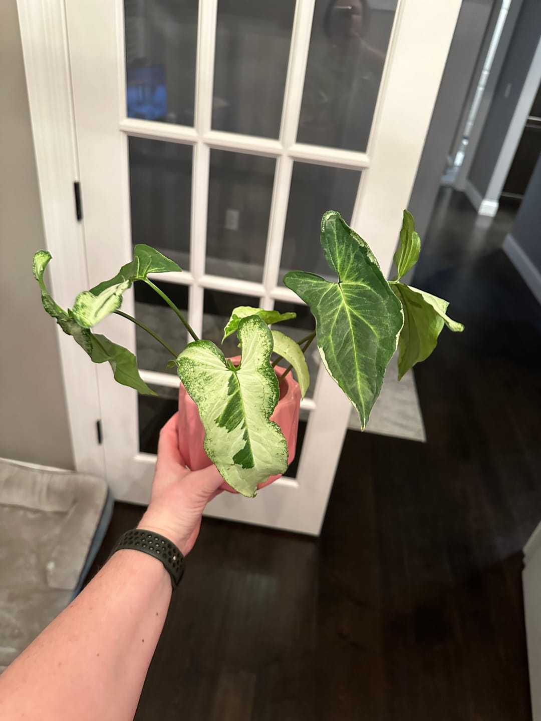 Customer photo review of Syngonium podophyllum 'Three Kings'