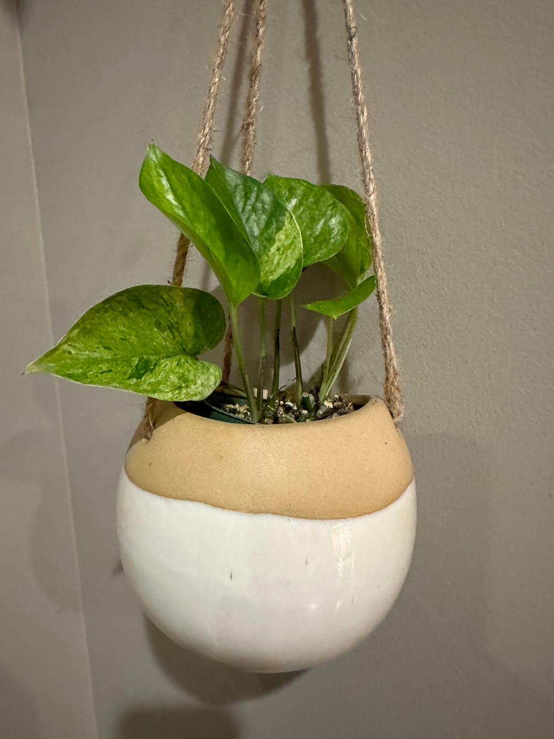 Customer photo review of Pothos Epipremnum aureum 'Jessenia'