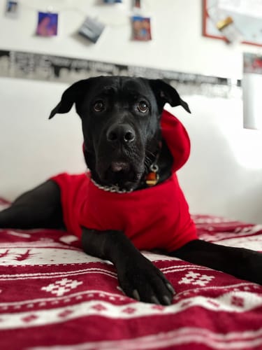 Customer photo review of Felpa "The Dog Face" Rossa Personalizzabile con nome