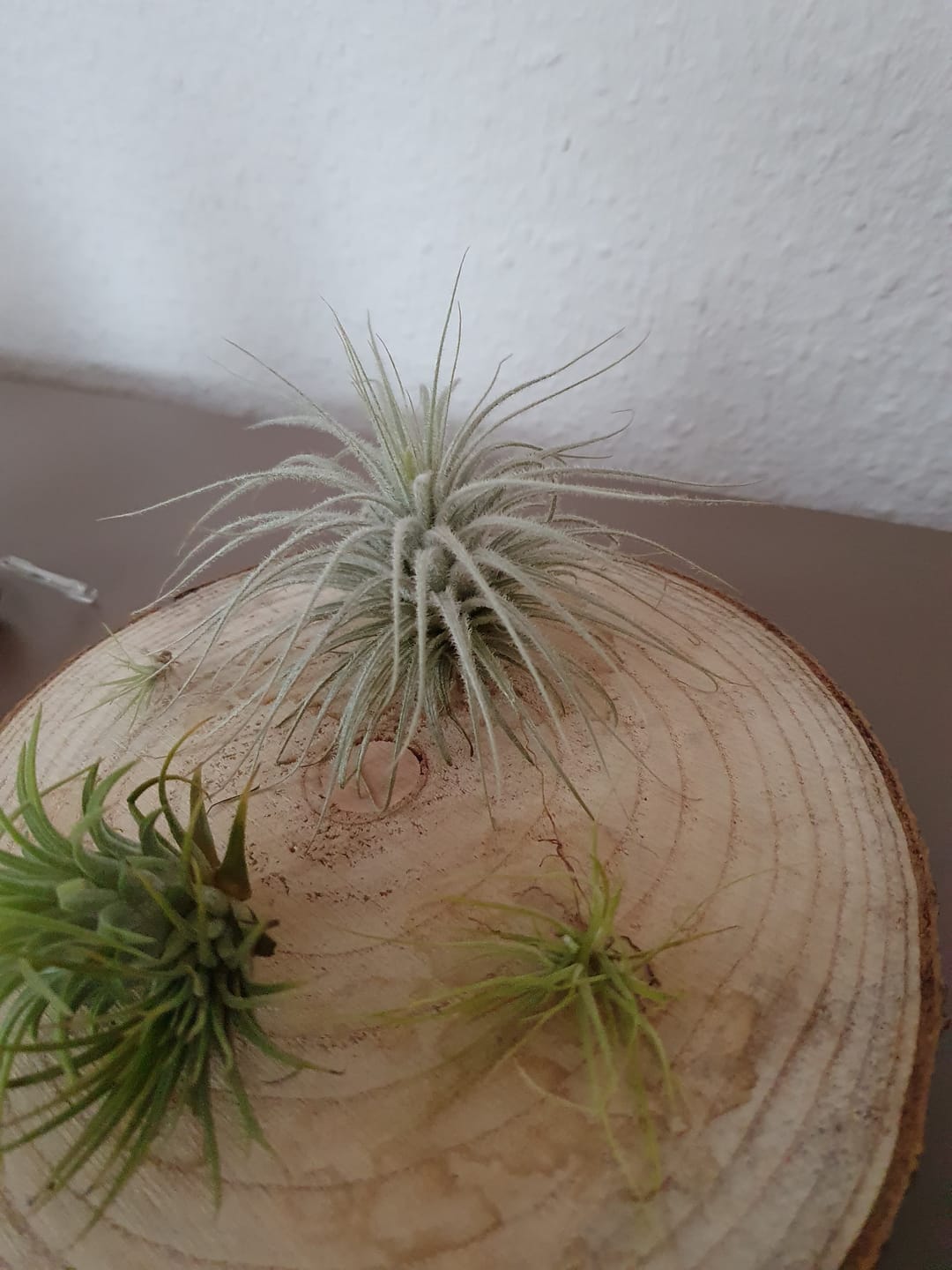 Customer photo review of Tillandsia tectorum "snow"