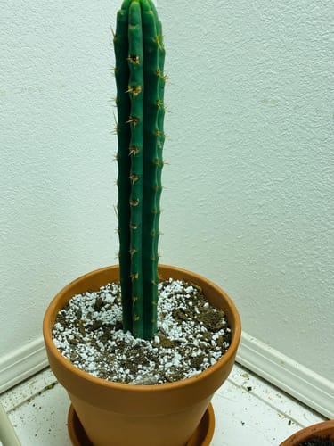 Customer photo review of Bolivian Torch Cactus Cuttings | Trichocereus bridgesii | Echinopsis lageniformis