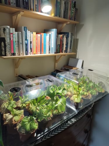 Customer photo review of Pianta Grow Light and Stelo Clip-On Bulb Holder Bundle