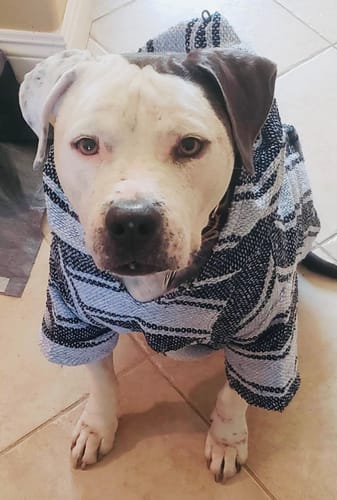 Customer photo review of Playa Poncho - Surprise Color