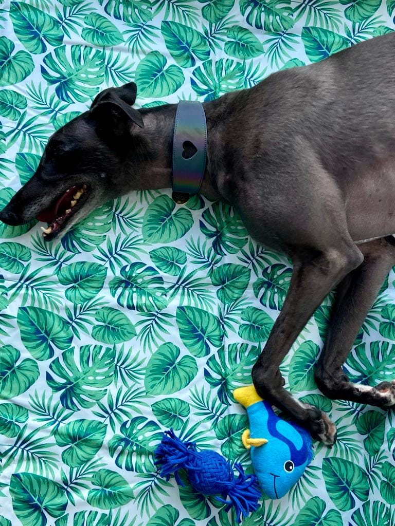 Customer photo review of PaWz Dog Summer Cooling Mat