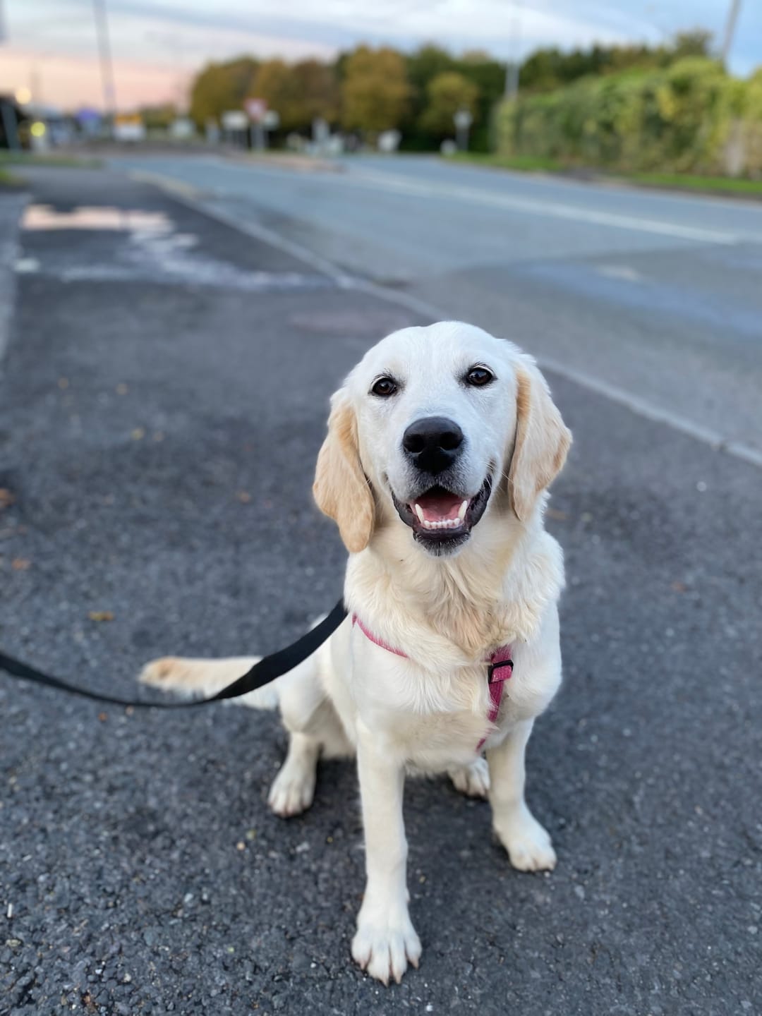 Customer photo review of W227 Spare Collar for Medium or Large Dog