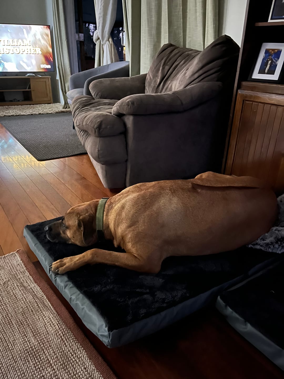 Customer photo review of Pawz Foldable Travel Dog Beds