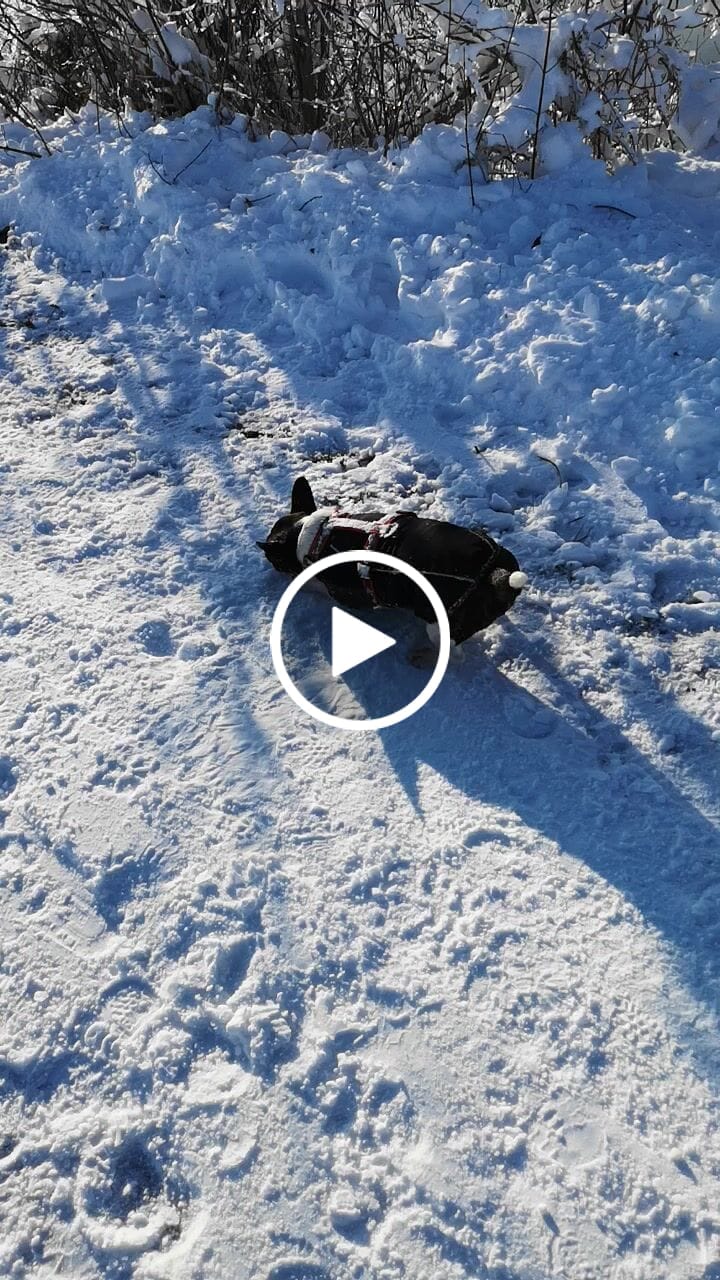 Customer video review of Allergietest Pro Hund