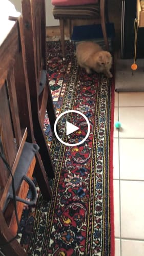 Customer video review of Catchee™ • Das ultimative Katzenspielzeug