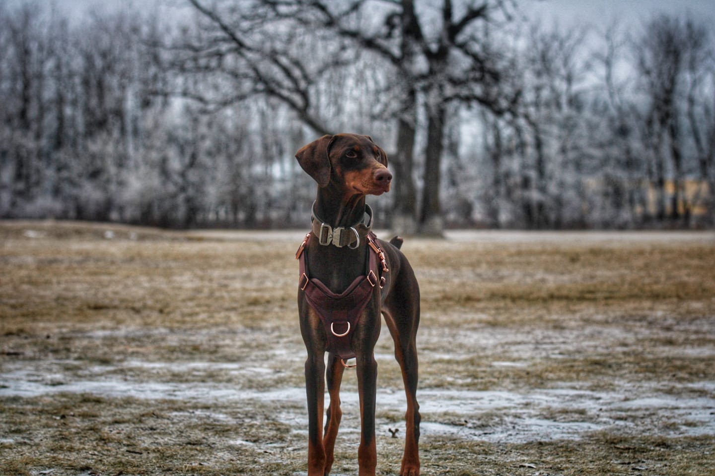 Customer photo review of HNTR 3.0 Dog Harness - Chocolate