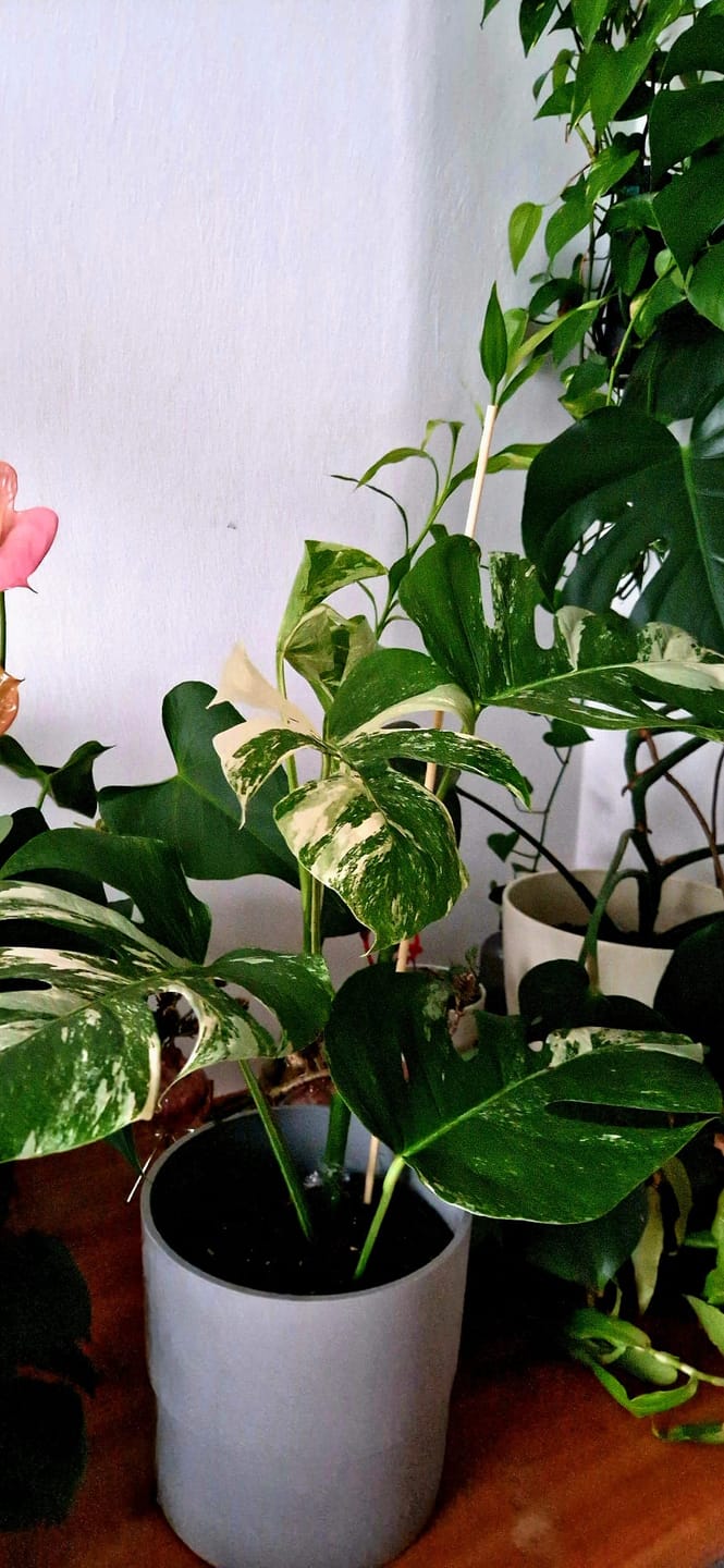 Customer photo review of Monstera Deliciosa Variegata