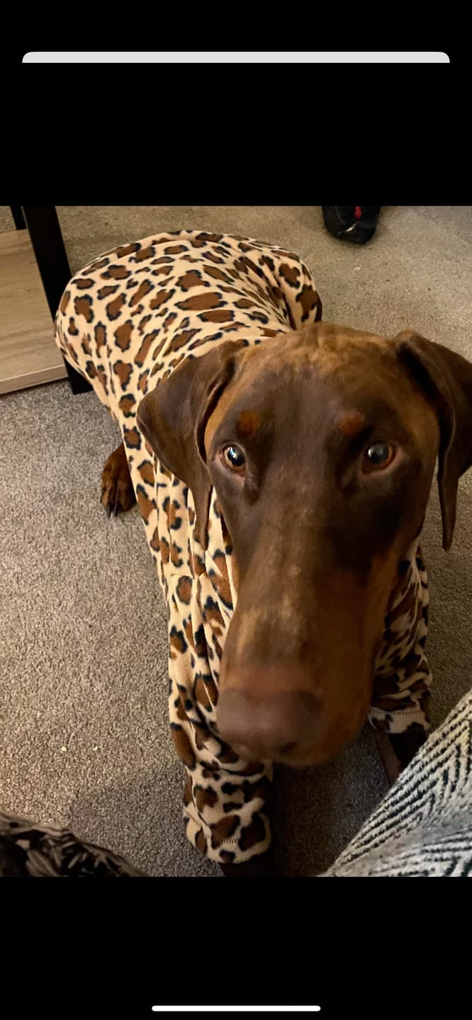 Customer photo review of Brown Leopard Anti Pill Polar Fleece Fabric