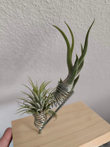 Customer photo review of Tillandsien Anfänger-Set