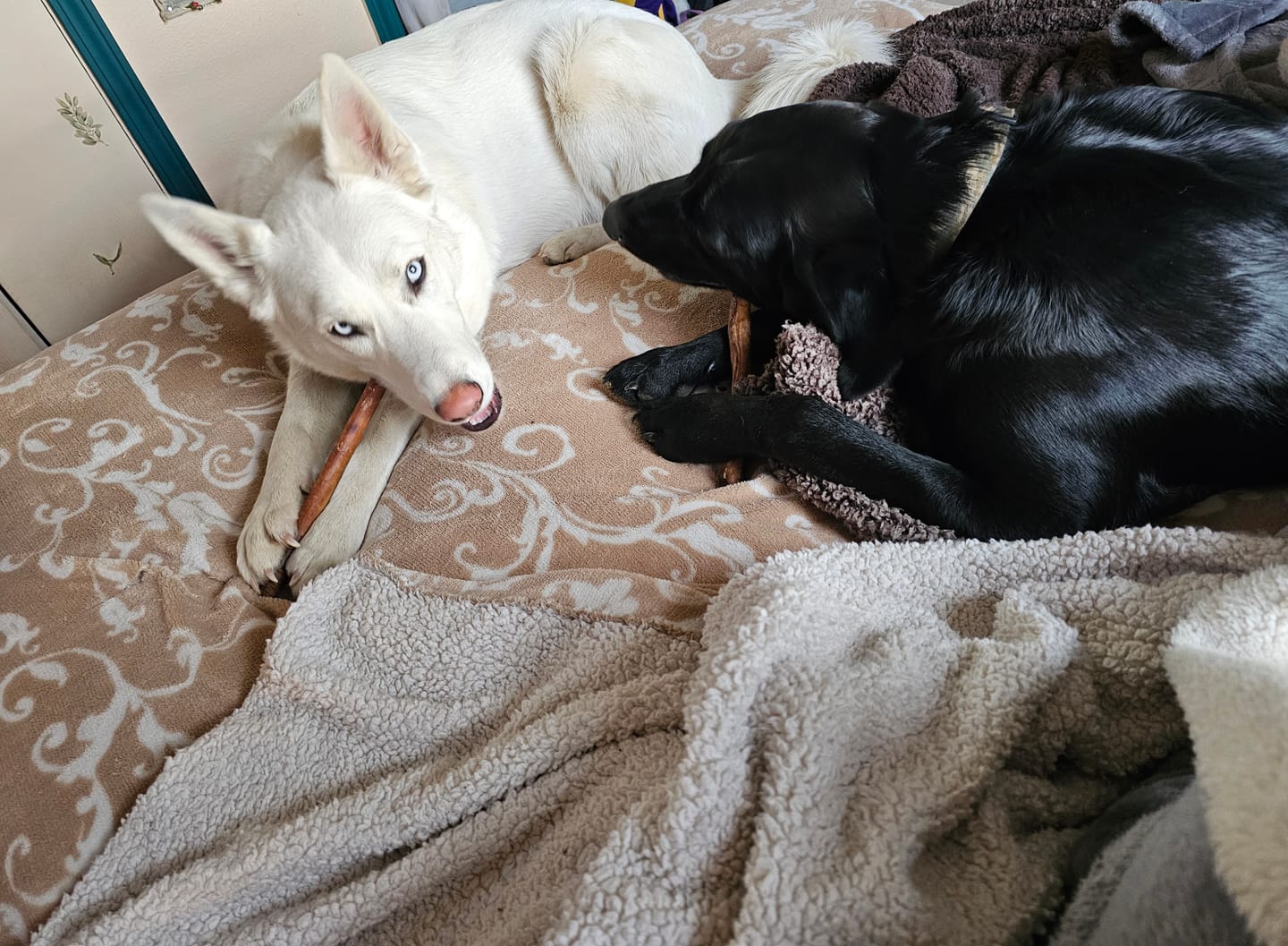 Customer photo review of 12 Inch Beef Trachea