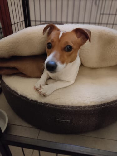Customer photo review of Dog bed Pony-Burrow 2.0 Brown