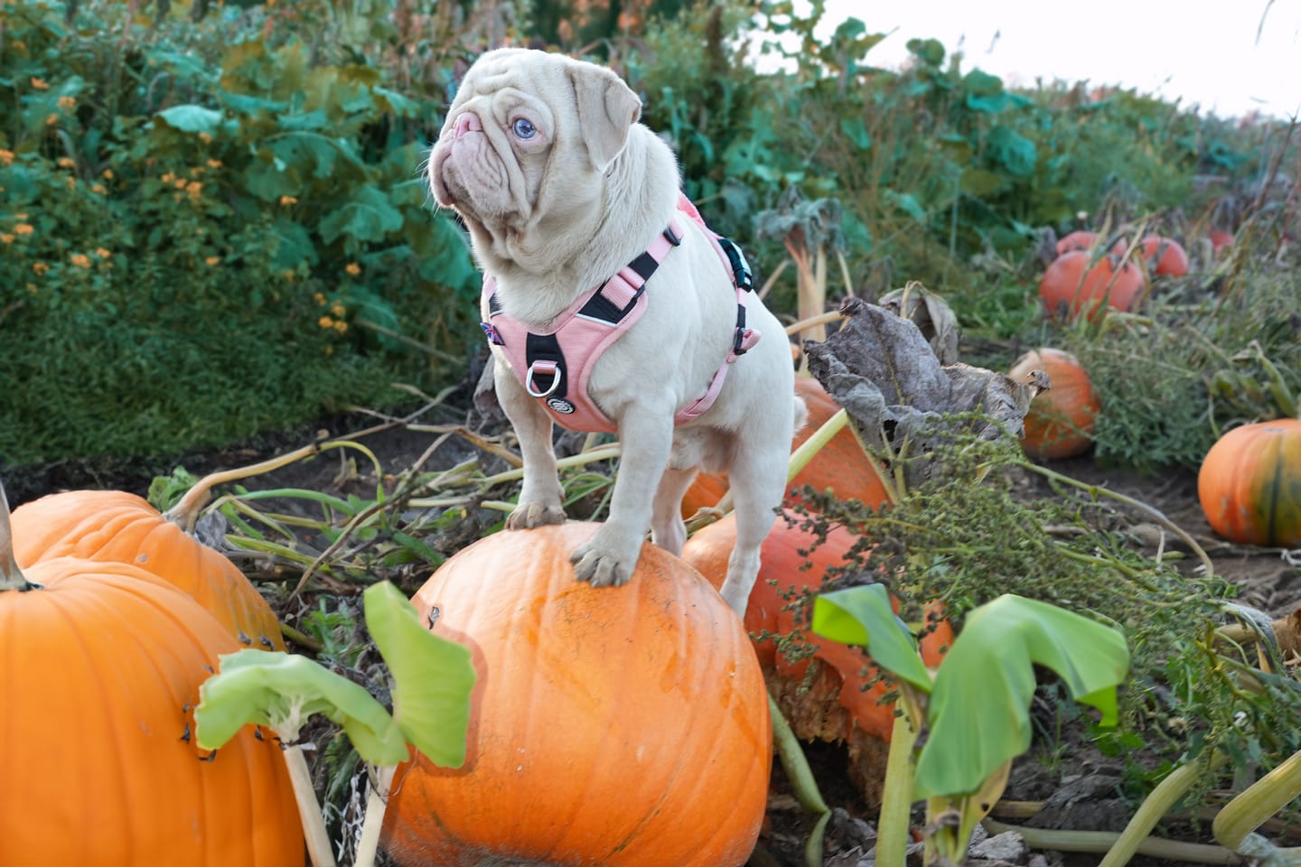 Customer photo review of Hurricane Harness - Non Restrictive, With Handle, Adjustable & Reflective - All Breeds - Pink